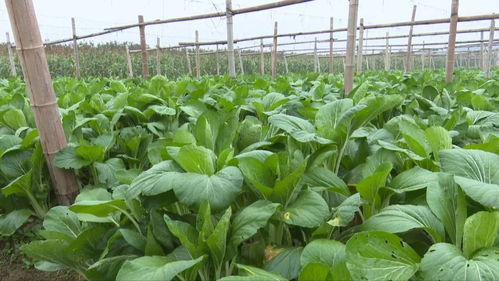 富陽(yáng)農(nóng)產(chǎn)品 手機(jī)一掃，身世無(wú)隱私，食用農(nóng)產(chǎn)品初加工全透明