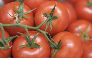 2019年上半年國(guó)家農(nóng)產(chǎn)品質(zhì)量安全風(fēng)險(xiǎn)監(jiān)測(cè) 初加工食用農(nóng)產(chǎn)品質(zhì)量安全水平穩(wěn)步提升