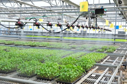 延慶區(qū)現(xiàn)代化育苗工廠 科技賦能農(nóng)業(yè)，保障農(nóng)產(chǎn)品穩(wěn)定供應(yīng)