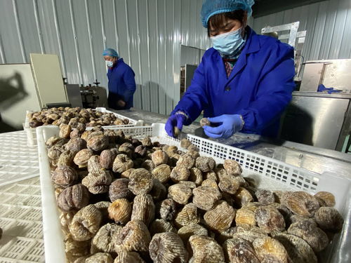 陜西大荔農(nóng)產(chǎn)品深加工 華麗轉(zhuǎn)身，身價(jià)倍增，20多個(gè)新品種走紅春節(jié)市場(chǎng)