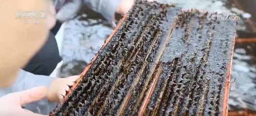 采收時(shí)節(jié)產(chǎn)銷(xiāo)旺，初加工串起特色農(nóng)產(chǎn)品致富路